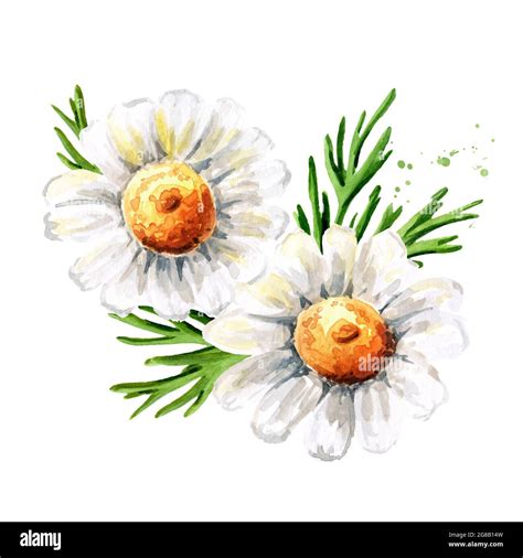 Chamomile Flowers Hand Drawn Watercolor Illustration Isolated On White