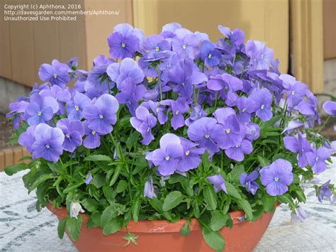 Plantfiles Pictures Viola Garden Pansy Pansy Crystal Bowl True Blue