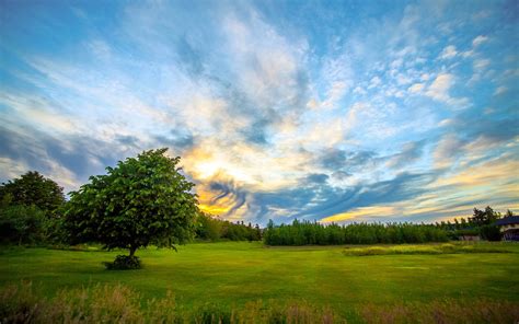 Meadow Trees Dawn Clouds Wallpaper Nature And Landscape