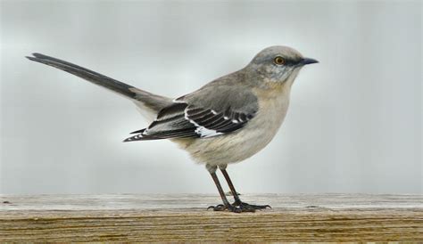 Northern Mockingbird Birdwatching