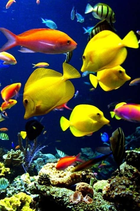 Flawless Top 17 Most Beautiful And Colorful Fish