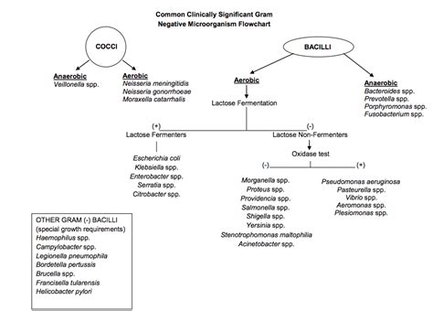 Gram Negative Microorganism Flow Chart Microbiology