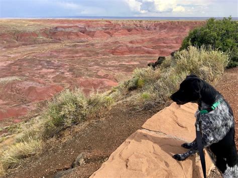 Visiting Our Dog Friendliest National Park Petrified Forest Westward