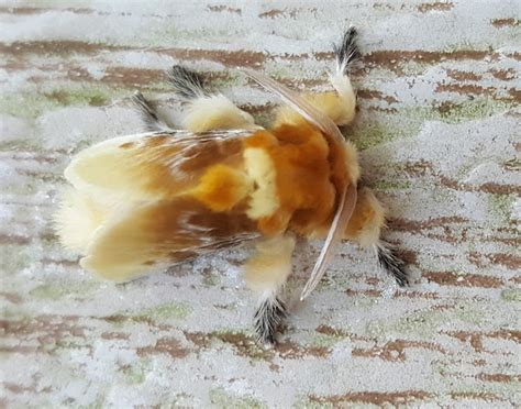 Southern Flannel Moth Project Noah