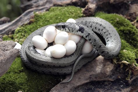 How Do Snakes Have Babies Uncover The Fascinating Reproductive Cycle