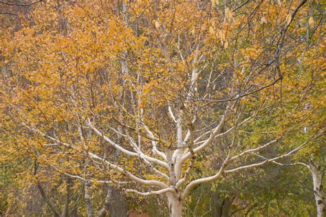 Birch Treegoldnovember In The Arnold Arboretum6 By Miss Tbones On