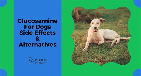Things to avoid to prevent vomiting cats usually develop side effects due to unhealthy eating. Glucosamine for Dogs Side Effects & Alternatives - Pet CBD ...