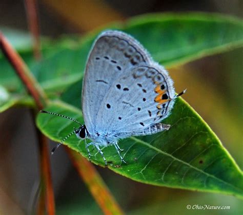 Eastern Tailed Blue Butterfly 3 Flickr Photo Sharing