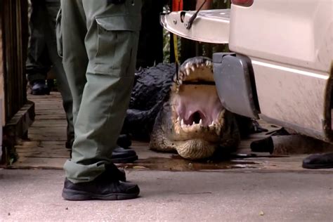 Swimmer Found Dead In Florida Was Killed By Alligator Officials