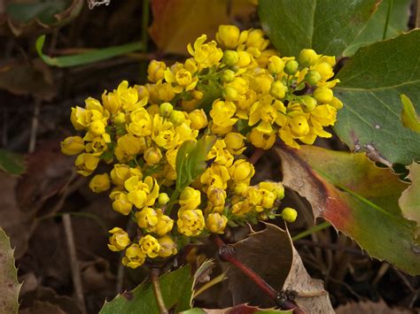 Mahonia Repens Creeping Barberry On Our Last Day In Yell Flickr