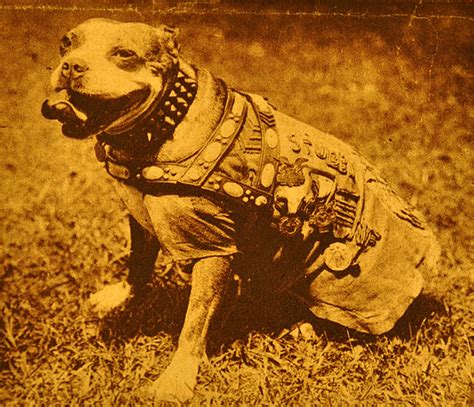 This animated movie is about a stray dog who became a hero of the first world war. A Hero's Nature : StubbyDog