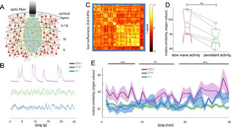 Figures And Data In Brain States Govern The Spatio Temporal Dynamics Of