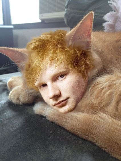 Cats That Look Like Ed Sheeran