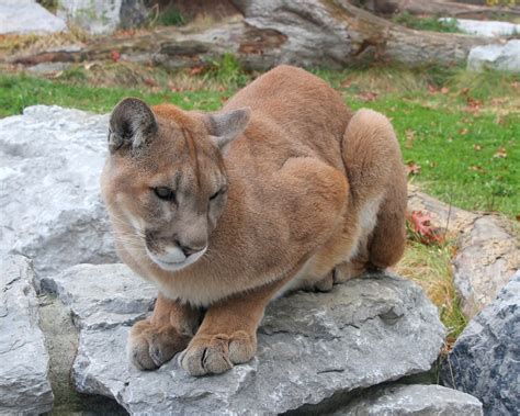 Cougar All Species Wiki Fandom