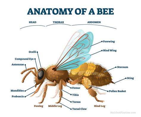 Honeybee Diagram