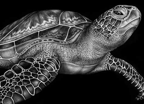 1) draw a rectangle that will define the conditional proportions and boundaries of the chosen drawing. Green Sea Turtle Ink Drawing
