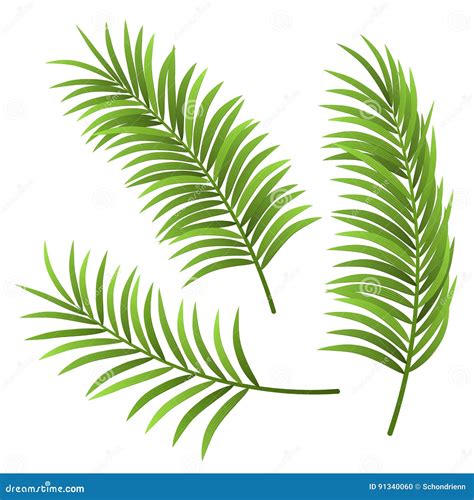 Realistic Palm Tree Leaf Illustration Set Isolated On White Stock