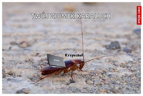 Twój Ziomek Karaluch Stejk