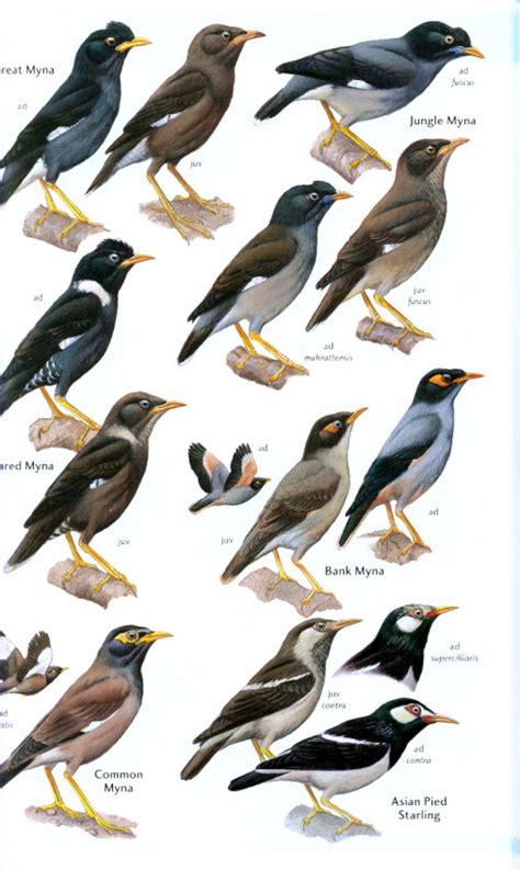 The primary reference for this guide is: Vogelgids India - Nepal - Sri Lanka, Birds of the Indian Subcontinent | Christopher Helm ...