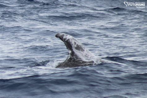 5 Different Cetacean Species In São Miguel Azores Whales