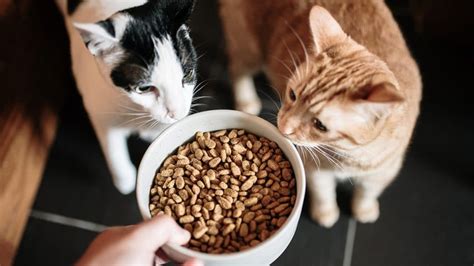 Cat Food Delivery The Best Cat Food Delivery According To Cats