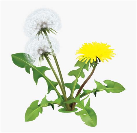 Dandelion Clipart Daisy Png Dandelions Free Transparent Clipart