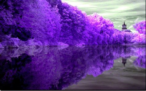 Free Download Forest Lake Purple Reflection Nature Lakes