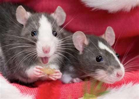Cute Rat Wallpapers Top Free Cute Rat Backgrounds Wallpaperaccess