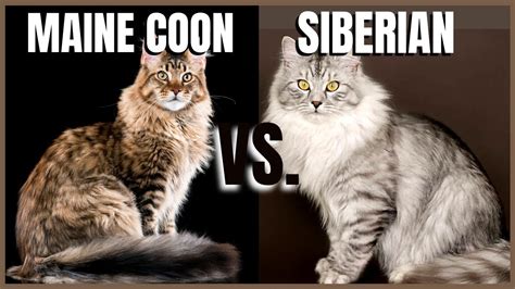 Maine Coon Cat Vs Siberian Cat Youtube