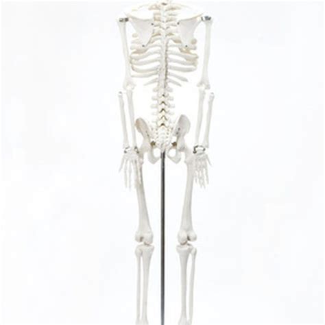 Learn vocabulary, terms and more with flashcards, games and other study tools. How to Make a Human Skeleton Model Using Pasta | Skeleton ...