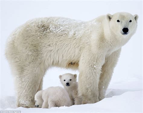 Sweet Polar Bear Babies Follow Affectionate Mom On An Icy Adventure