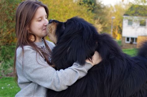 Tibetan Mastiff With Child Best Friend Tibetan Mastiff Tibetan