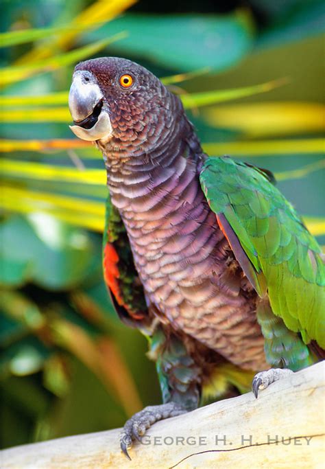 The Endangered Sisserou Parrot Amazona Imperialis Or Imperial Parrot