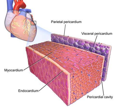 Figure 1 The Pericardial Sac And The Myocardium Note That