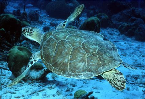 Green Sea Turtles Are No Longer Endangered In Florida And Mexico Sea