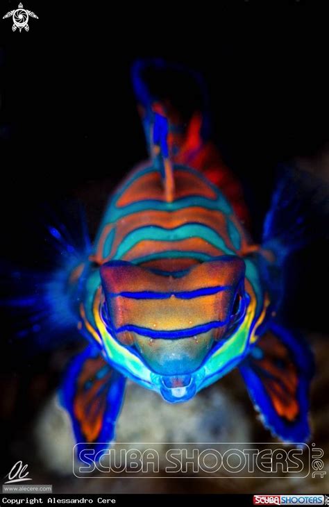 Synchiropus Splendidus Mandarin Fish Mandarin Fish Ocean Creatures