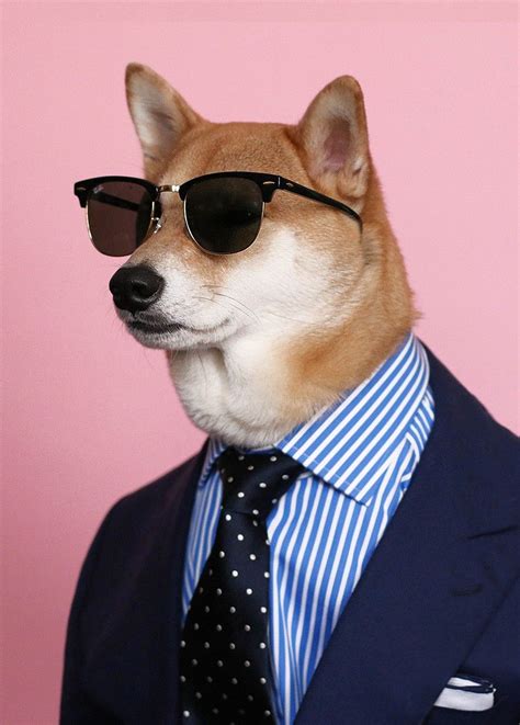 Mensweardog The Most Stylish Dog In The World Artofit