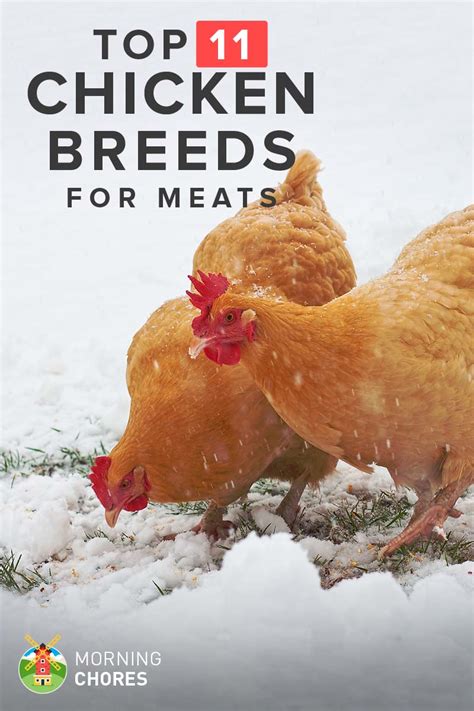 Producing 150 french breed of chicken, delicious meat, served in high level restaurants in france. 11 Best Meat Chicken Breeds to Raise in Your Backyard