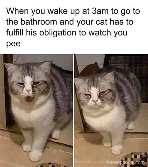 Test 2 Cat Owners Are Making Memes About What Its Like Living With