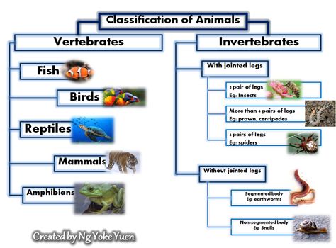 Animal's: Classification of Animals