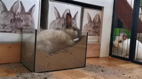 Rabbit Digging Box Amazing Youtube