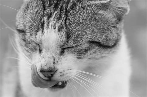 Grayscale Closeup Of A Cute Cat Licking The Face Stock Image Image Of Happy Sweet 263599351