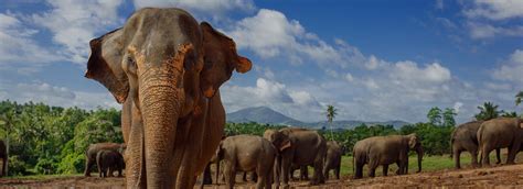Pinnawala Elephant Orphanage Love Sri Lanka