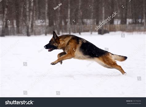 German Shepherd Dog Running On Snow Stock Photo 101794255 Shutterstock