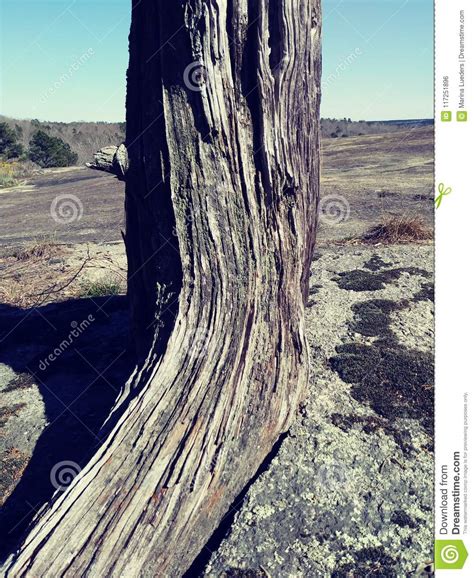 Rock Huge Stine Tree Trunk Bark Texture Nature Wilderness Stock Photo