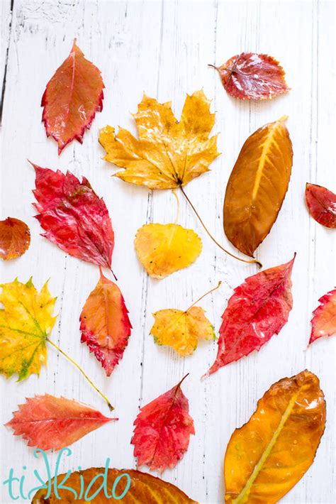 How To Make Waxed Fall Leaves