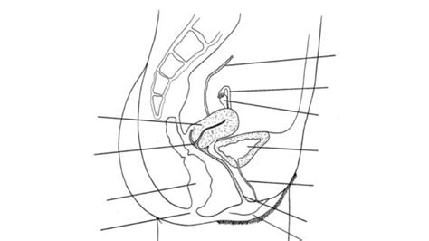 Use the mouse or tap the screen to label these diagrams of the male and female reproductive systems, showing the biological names of the. Female Reproductive System Drawing at GetDrawings | Free ...