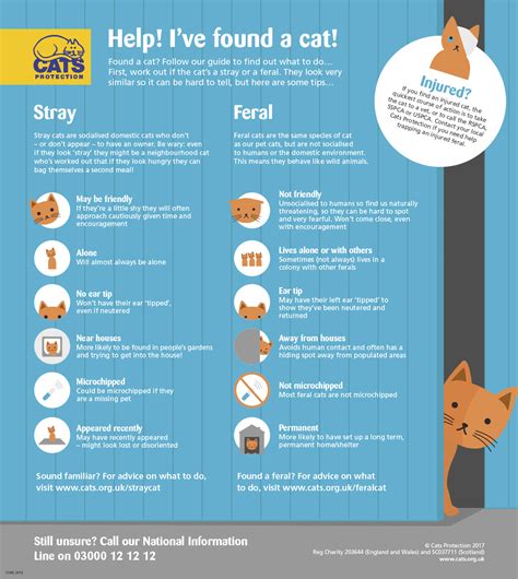 Help Feral Cats