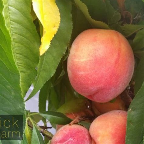 Peach Red Noonan Blerick Tree Farm