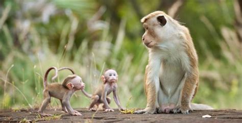 Monkey Kingdom Is A Cute Film Worth Seeing On The Big Screen